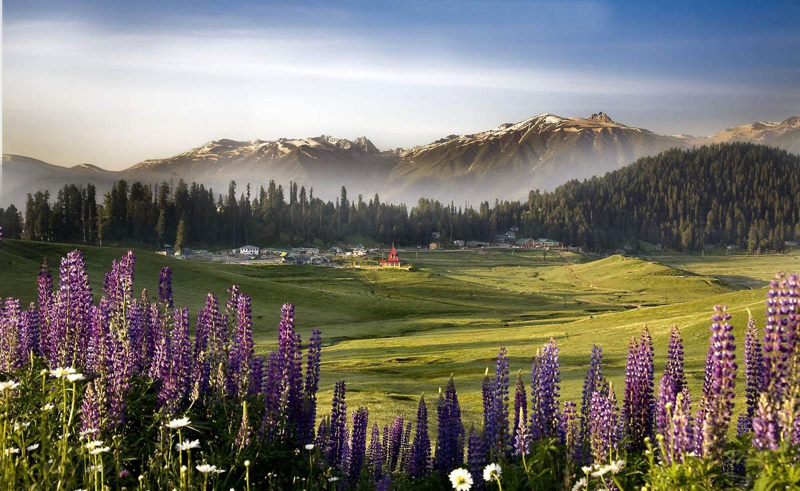 Contact Us — Himalayan Ibex in Gulmarg, Kashmir
