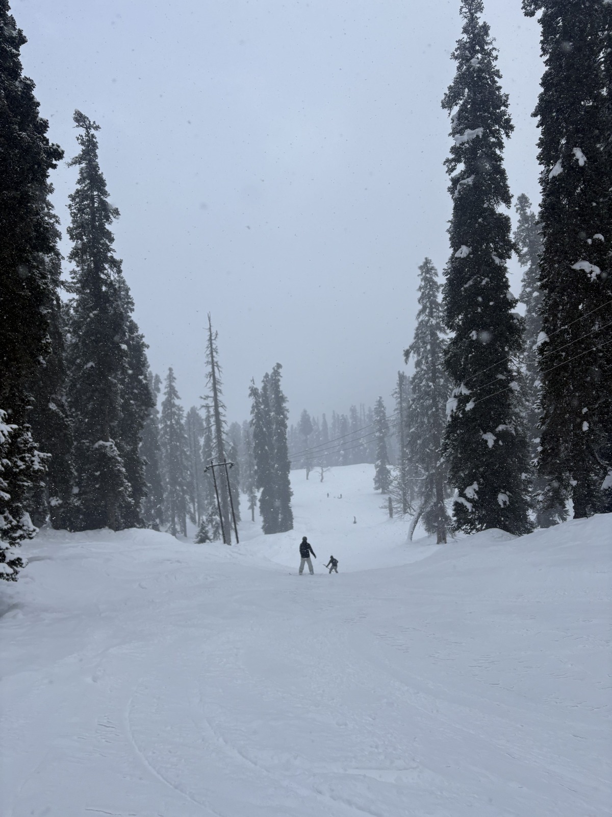 Snow-laden pine glades on the Gulmarg ski runs