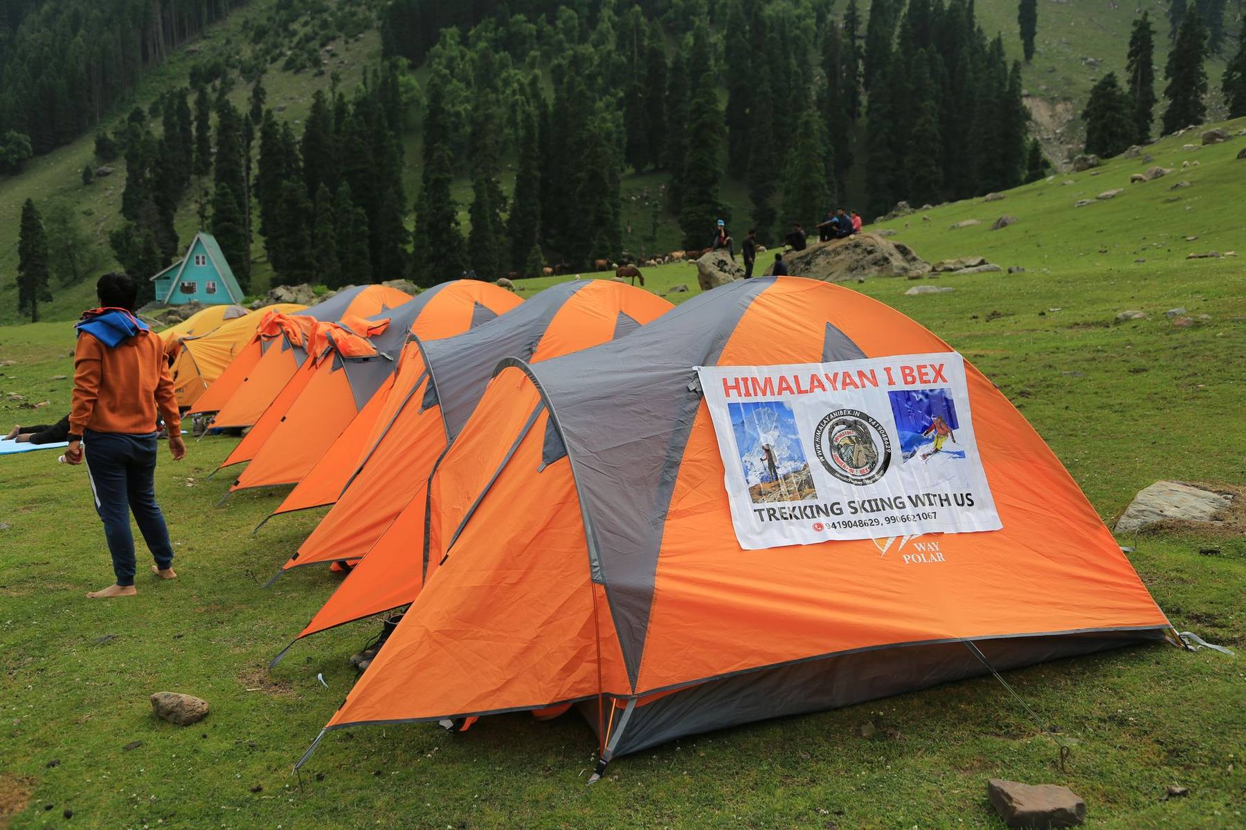Himalayan Ibex meadow camp in Kashmir