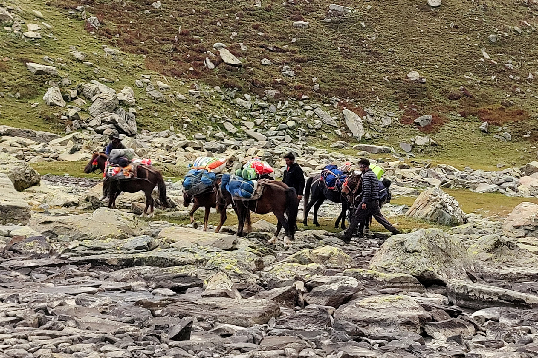 warwan pack horses — Trekking in Kashmir